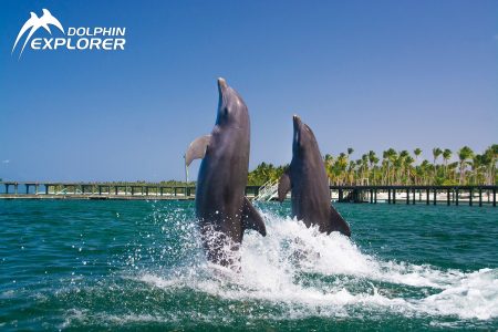 Dolphin Royal Swim From Bayahibe