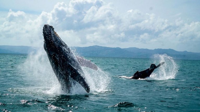Humpback whale breaching in Samaná Bay, Dominican Republic